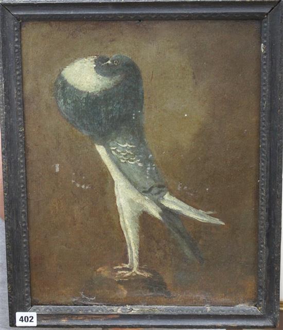19th century English School, oil on board, Study of a Pouter pigeon, 43 x 34cm
